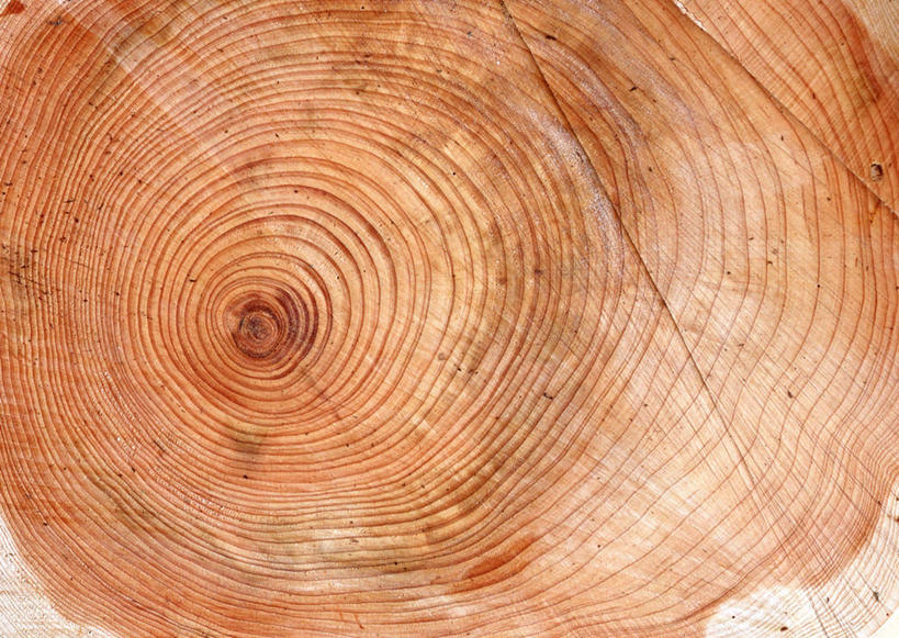 无人,横图,室外,特写,白天,正面,植物,纹路,纹理,圆环,圆圈,树皮,树桩,年轮,树,树干,树木,绿色,自然,木桩,生长,成长,年龄,伐木,环状,横截面,砍木,剖面,肌理,周期,年数,截面,截面图形,彩图,斩柴