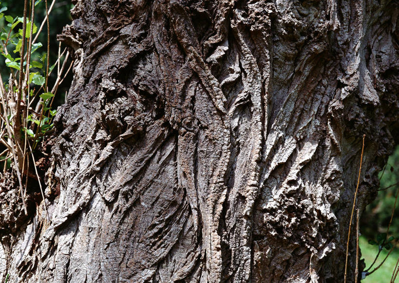 无人,横图,室外,特写,白天,正面,美景,森林,树林,植物,叶子,阴影,粗糙,光线,纹路,纹理,影子,景观,绿叶,树皮,树桩,树,树干,树木,绿色,阳光,自然,嫩叶,木桩,景色,生长,成长,杨树,毛糙,自然风光,肌理,大叶杨,麻嘎勒,山杨,叶,叶片,彩图,粗拙