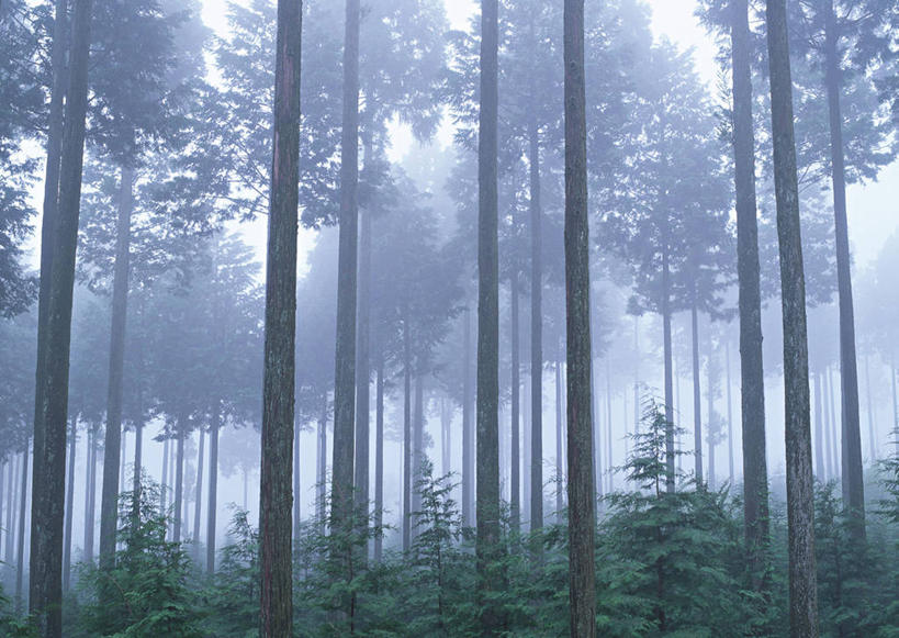 无人,横图,室外,白天,正面,旅游,度假,安全,草地,草坪,美景,树林,植物,雾,叶子,静冈县,日本,亚洲,朦胧,模糊,平静,景观,绿叶,娱乐,草,树,树木,绿色,自然,享受,休闲,嫩叶,景色,放松,生长,成长,宁静,迷雾,自然风光,和平,安详,东亚,本州,本州岛,日本国,中部地方,静冈,太平,安适,安好,宁靖,叶,叶片,大雾,彩图