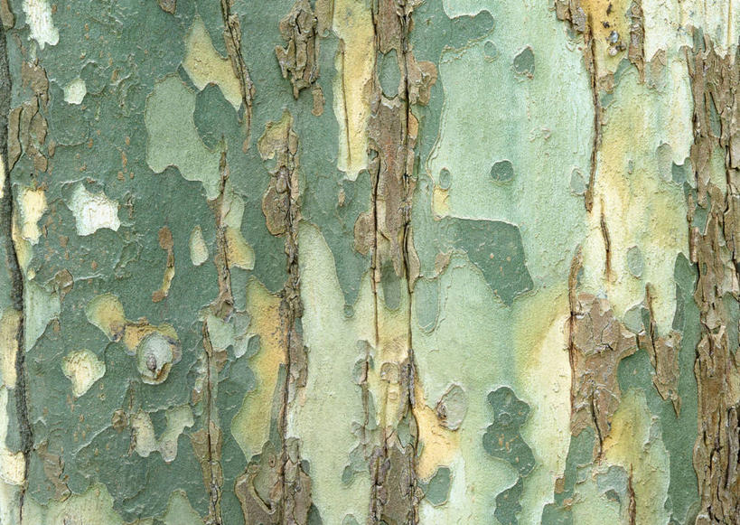 无人,横图,室外,特写,白天,正面,植物,粗糙,纹路,纹理,树皮,树桩,树,树干,树木,绿色,自然,木桩,生长,成长,毛糙,肌理,梧桐,中国梧桐,青桐,彩图,粗拙