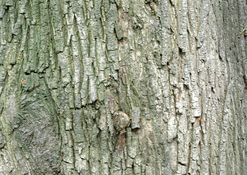 无人,横图,室外,特写,白天,正面,植物,枫树,粗糙,纹路,纹理,树皮,树桩,树,树干,树木,绿色,自然,木桩,生长,成长,毛糙,肌理,槭树,彩图,粗拙