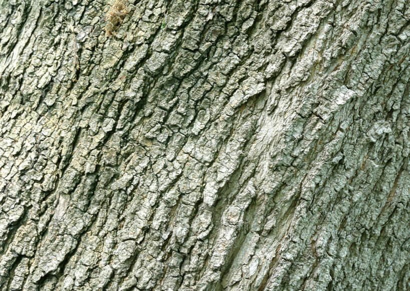 无人,横图,室外,特写,白天,正面,植物,枫树,粗糙,纹路,纹理,树皮,树桩,树,树干,树木,绿色,自然,木桩,生长,成长,毛糙,肌理,槭树,彩图,粗拙