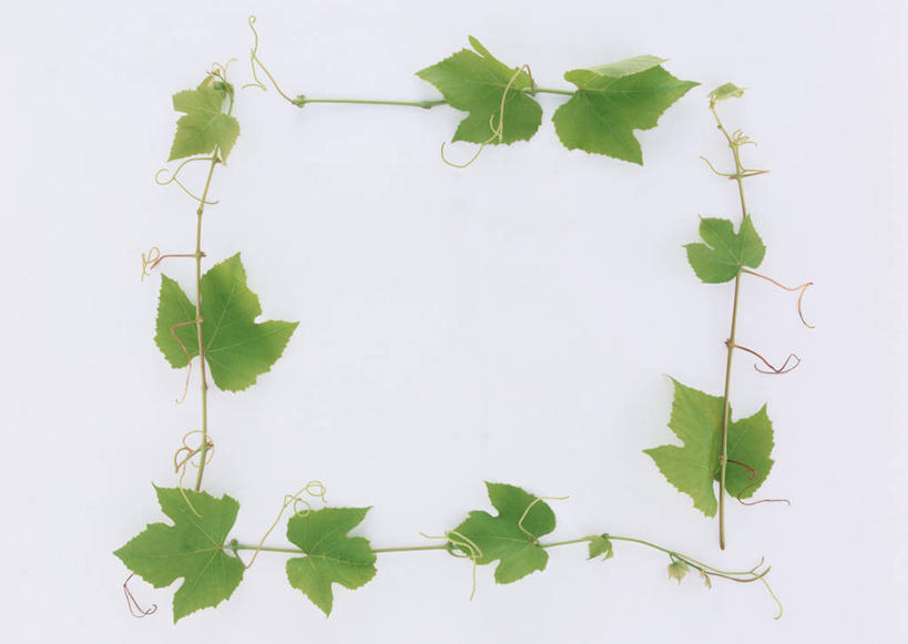 无人,横图,俯视,室内,特写,白天,白色背景,叶子,相框,装饰,环绕,围绕,图形,正方形,绿叶,几何,环抱,一个,嫩叶,摄影,影棚,单个,华丽,修饰,点缀,数学,衬托,美观,雅致,雅观,萦绕,叶,叶片,彩图,高角度拍摄,影棚拍摄,拍摄,几何图形,平面图形,正四边形