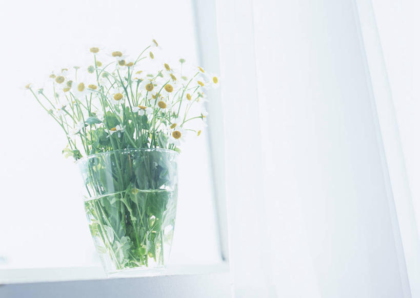 无人,横图,室内,特写,白天,仰视,植物,窗户,花瓶,许多,阴影,装饰,盛开,反射,盆栽,影子,墙,盆景,花蕾,玻璃窗,墙壁,墙面,玻璃制品,花,花瓣,花朵,鲜花,绿色,白色,自然,玻璃瓶,瓶子,花苞,花蕊,菊花,小白菊,生长,成长,华丽,修饰,点缀,衬托,美观,雅致,雅观,钮扣菊,彩图,低角度拍摄