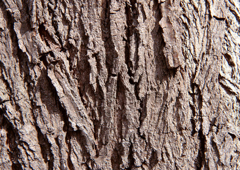 无人,横图,室外,特写,白天,正面,植物,粗糙,纹路,纹理,树皮,树桩,树,树干,树木,绿色,自然,木桩,生长,成长,杨树,毛糙,肌理,大叶杨,麻嘎勒,山杨,彩图,粗拙