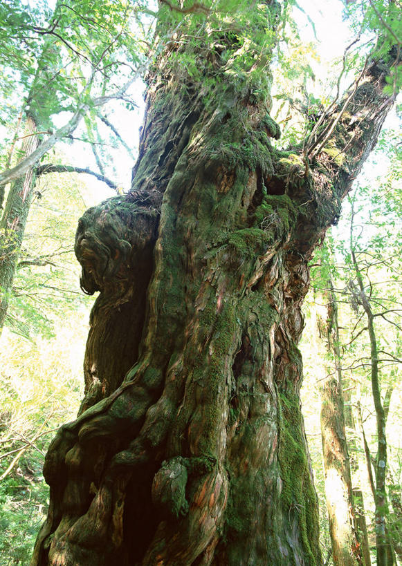 无人,竖图,室外,特写,白天,仰视,旅游,度假,美景,树林,植物,鹿儿岛,日本,亚洲,阴影,光线,影子,景观,树桩,娱乐,树,树干,树木,绿色,阳光,自然,享受,休闲,木桩,景色,放松,生长,成长,自然风光,东亚,日本国,九州本岛,九州,九州岛,九州地方,鹿儿岛县,红杉,常青红杉,海岸红杉,红杉树,屋久岛,彩图,低角度拍摄