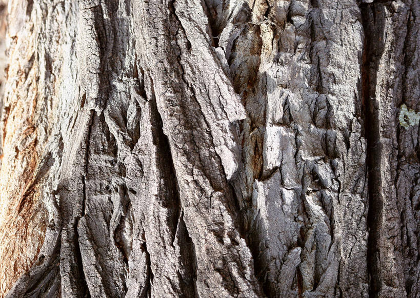 无人,横图,室外,特写,白天,正面,植物,粗糙,纹路,纹理,树皮,树桩,树,树干,树木,绿色,自然,木桩,生长,成长,杨树,毛糙,肌理,大叶杨,麻嘎勒,山杨,彩图,粗拙