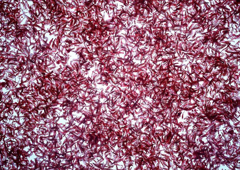 海鲜,无人,横图,俯视,室内,特写,白天,一堆,许多,堆叠,堆积,虾,虾仁,很多,水产,海洋生物,紫色,摄影,影棚,堆,开洋,虾米,水生动物,海产品,水生物,海底动物,彩图,高角度拍摄,影棚拍摄,拍摄,海米,金钩