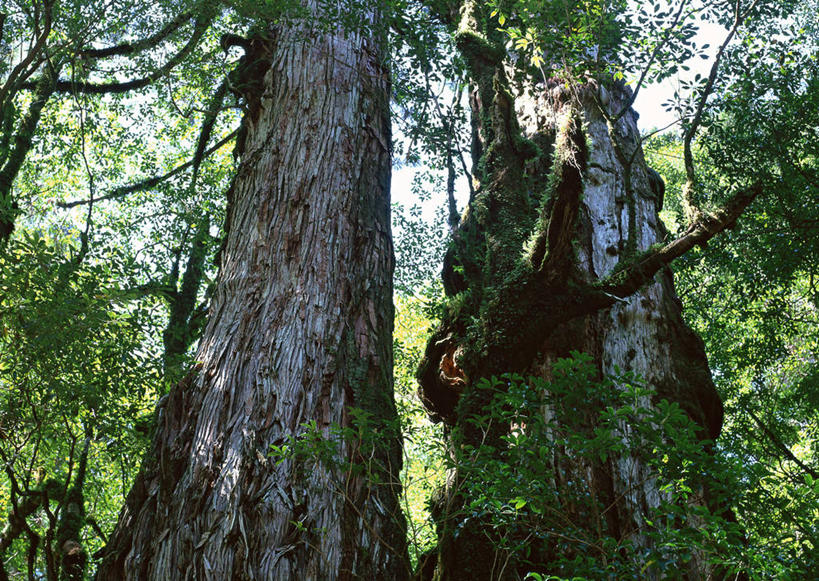 无人,横图,室外,特写,白天,仰视,旅游,度假,美景,森林,树林,植物,叶子,鹿儿岛,日本,亚洲,阴影,光线,纹理,影子,景观,绿叶,树桩,娱乐,树,树干,树木,绿色,阳光,自然,享受,休闲,嫩叶,木桩,景色,放松,生长,成长,自然风光,东亚,肌理,日本国,九州本岛,九州,九州岛,九州地方,鹿儿岛县,红杉,常青红杉,海岸红杉,红杉树,叶,叶片,叶脉,彩图,低角度拍摄
