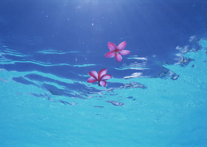 无人,横图,室外,白天,仰视,旅游,度假,湖,湖泊,美景,水,日本,亚洲,波纹,盛开,湖面,景观,水流,水面,涟漪,花蕾,娱乐,冲绳,赤素馨花,花,花瓣,花朵,鲜花,两朵,粉色,蓝色,水纹,自然,波浪,湖水,花苞,花蕊,享受,休闲,景色,放松,冲绳县,自然风光,东亚,缅栀子,琉球群岛,日本国,九州地方,水晕,蛋黄花,鸡蛋花,缅栀花,八重山群岛,大季花,印度素馨,彩图,低角度拍摄,竹富町,八重山郡