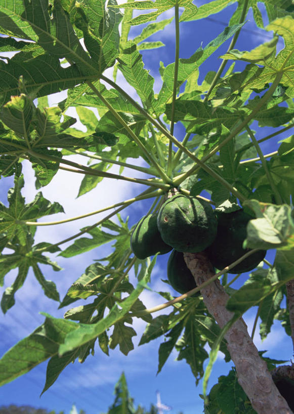 无人,竖图,室外,特写,白天,仰视,旅游,度假,美景,植物,叶子,日本,亚洲,景观,云,云朵,绿叶,枝条,云彩,娱乐,冲绳,树,树木,树枝,蓝色,白云,蓝天,天空,自然,天,享受,休闲,嫩叶,景色,放松,晴朗,冲绳县,自然风光,东亚,琉球群岛,石垣岛,日本国,九州地方,八重山群岛,石垣市,虬枝,枝杈,叶,叶片,晴空,彩图,低角度拍摄