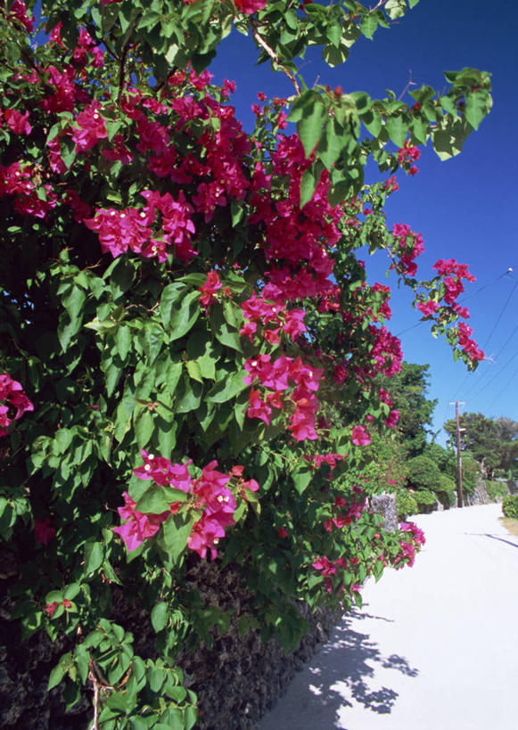 无人,竖图,室外,白天,正面,旅游,度假,美景,沙滩,叶子,日本,亚洲,阴影,盛开,光线,沙子,影子,海岸,景观,绿叶,沙地,花蕾,娱乐,冲绳,花,花瓣,花朵,鲜花,蓝色,蓝天,天空,阳光,自然,天,花苞,花蕊,享受,休闲,嫩叶,景色,放松,晴朗,冲绳县,自然风光,东亚,万里无云,琉球群岛,日本国,九州地方,八重山群岛,叶,叶片,海滩,晴空,晴空万里,彩图,竹富町,八重山郡