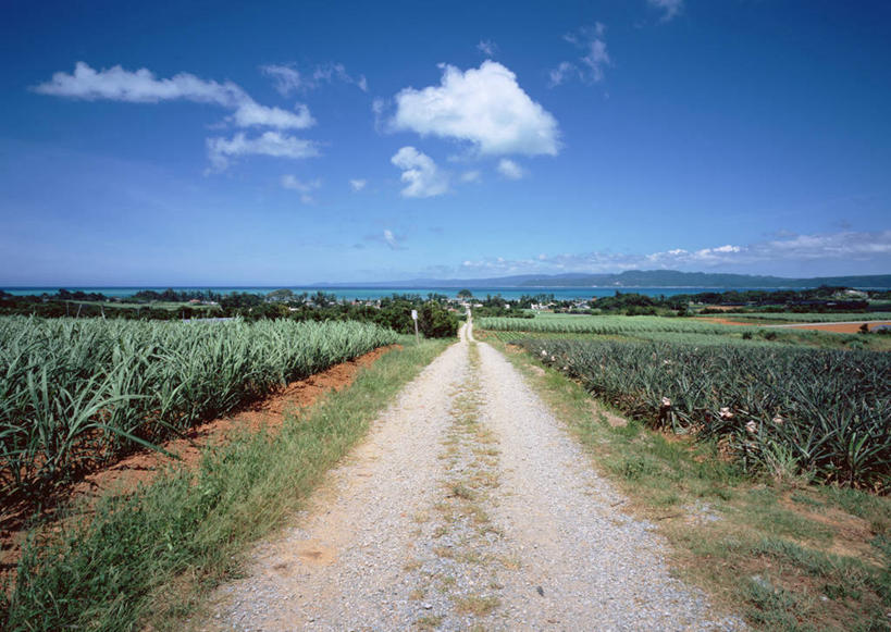 无人,农田,横图,室外,白天,正面,旅游,度假,庄稼,农作物,美景,道路,路,日本,亚洲,阴影,光线,影子,地平线,景观,云,云朵,小路,辽阔,地面,交通,云彩,娱乐,冲绳,蓝色,白云,蓝天,天空,阳光,自然,天,享受,休闲,广阔,景色,放松,晴朗,一望无际,冲绳县,自然风光,延伸,东亚,琉球群岛,日本国,天地相交,九州地方,无边无际,一马平川,晴空,玉米田,彩图,耕地,庄稼田