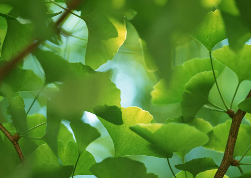 无人,横图,室外,特写,白天,仰视,旅游,度假,美景,植物,叶子,东京,日本,亚洲,阴影,朦胧,模糊,光线,影子,景观,绿叶,枝条,娱乐,树,树木,树枝,绿色,阳光,自然,享受,休闲,嫩叶,景色,放松,自然风光,东亚,本州,关东地方,本州岛,日本国,东京都,虬枝,枝杈,叶,叶片,彩图,低角度拍摄,练马区