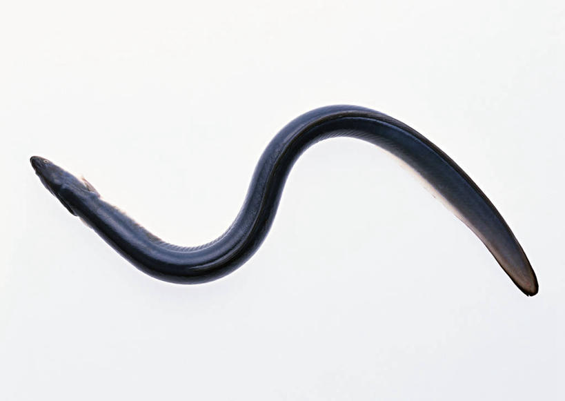 无人,横图,俯视,室内,特写,白天,白色背景,一条,阴影,曲折,弯曲,反射,鱼,影子,海鳗,鱼类,海洋生物,摄影,蜿蜒,影棚,水生动物,水生物,海底动物,彩图,高角度拍摄,全身,影棚拍摄,拍摄