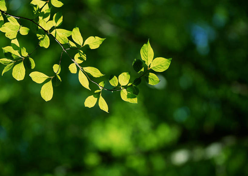 无人,横图,室外,特写,白天,正面,旅游,度假,美景,树林,植物,叶子,东京,日本,亚洲,阴影,朦胧,模糊,光线,影子,景观,绿叶,枝条,娱乐,树,树木,树枝,绿色,阳光,自然,享受,休闲,嫩叶,景色,放松,生长,成长,自然风光,东亚,本州,关东地方,本州岛,日本国,东京都,虬枝,枝杈,叶,叶片,彩图,练马区