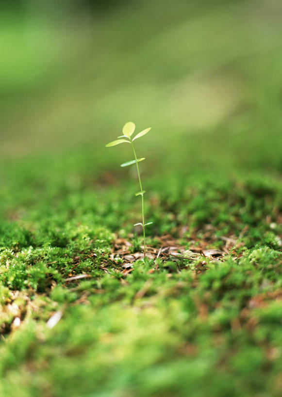 无人,竖图,俯视,室外,特写,白天,旅游,度假,草地,草坪,美景,植物,叶子,长野县,日本,亚洲,阴影,朦胧,模糊,光线,影子,景观,青苔,绿叶,苔藓,娱乐,草,绿色,阳光,自然,享受,休闲,嫩叶,景色,放松,生长,成长,自然风光,东亚,本州,本州岛,日本国,中部地方,长野,轻井泽,轻井泽町,叶,叶片,彩图,高角度拍摄,北佐久郡