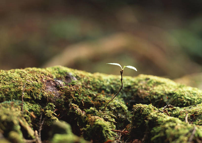 无人,横图,俯视,室外,特写,白天,旅游,度假,草地,草坪,美景,植物,叶子,长野县,日本,亚洲,阴影,朦胧,模糊,光线,影子,景观,青苔,绿叶,苔藓,娱乐,草,绿色,阳光,自然,享受,休闲,嫩叶,景色,放松,生长,成长,自然风光,东亚,本州,本州岛,日本国,中部地方,长野,轻井泽,轻井泽町,叶,叶片,彩图,高角度拍摄,北佐久郡