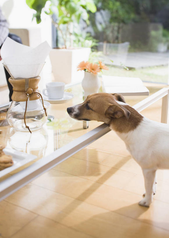 无人,客厅,站,竖图,室内,白天,侧面,植物,地板,沙发,桌子,宠物,狗,玻璃,阴影,朦胧,模糊,反射,电器,工具,盆栽,影子,盆景,杰克罗素梗,地面,茶几,注视,设备,木地板,玻璃制品,一只,绿色,自然,动物,观察,看,站着,可爱,冲泡,生长,成长,观看,察看,起居室,家电,家用电器,咖啡机,关注,磨粉,布艺沙发,忠诚,帕尔森罗塞尔梗,客堂,杰克拉西尔梗,杰克.拉瑟梗,犬,站立,半身,彩图,清除,压粉,装粉