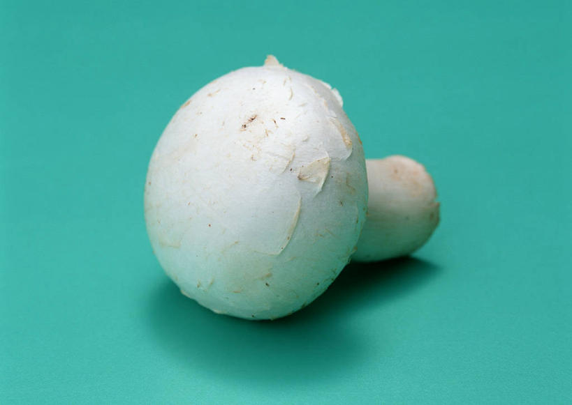 无人,横图,俯视,室内,特写,白天,桌面,桌子,蔬菜,绿色背景,阴影,新鲜,反射,木制,影子,菌菇,蘑菇,食品,菌类,食物,一个,白色,木制品,食用菌,摄影,有机食品,绿色食品,影棚,单个,白蘑菇,洋蘑菇,草腐菌,二孢蘑菇,双孢蘑菇,彩图,高角度拍摄,影棚拍摄,拍摄