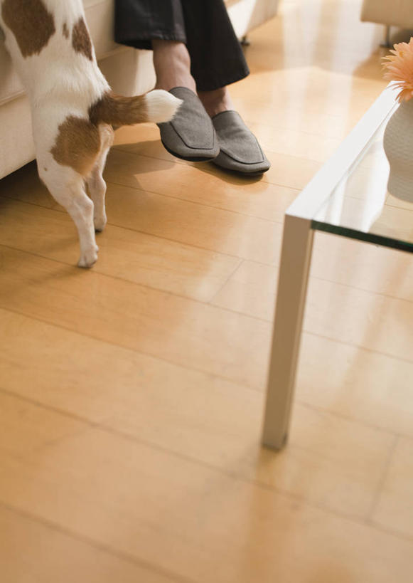 东方人,一个人,客厅,坐,竖图,俯视,室内,白天,地板,沙发,桌子,宠物,狗,玻璃,亚洲,仅一个男性,仅一个人,阴影,服装,反射,影子,杰克罗素梗,地面,茶几,休闲装,黄种人,木地板,玻璃制品,仅一个年轻男性,一只,衣服,动物,休闲,休闲服,可爱,服饰,起居室,布艺沙发,忠诚,帕尔森罗塞尔梗,客堂,杰克拉西尔梗,杰克.拉瑟梗,男人,男性,年轻男性,亚洲人,犬,坐着,半身,彩图,高角度拍摄