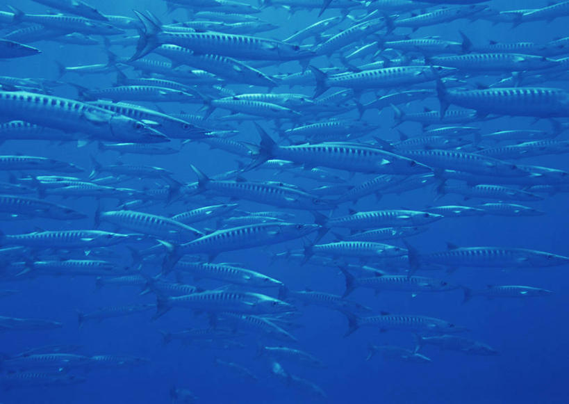 游泳,海鲜,无人,横图,室外,白天,侧面,旅游,度假,海底,水下,海浪,海洋,美景,帕劳,许多,鱼,景观,浪花,水底,很多,注视,娱乐,水产,鱼类,海洋生物,自然,海水,观察,看,享受,休闲,景色,放松,海底世界,观看,太平洋,察看,关注,自然风光,水生动物,海产品,水生物,海景,海底动物,帕劳群岛,帛琉群岛,西太平洋,泅水,加罗林群岛,帕劳共和国,拍浮,大海,风浪,海,海床,海水的波动,近岸浪,涌浪,半身,彩图