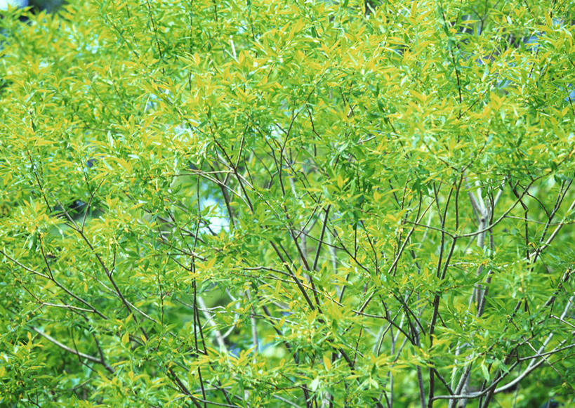 无人,横图,室外,白天,仰视,旅游,度假,美景,森林,树林,植物,柳树,北海道,日本,亚洲,景观,娱乐,垂柳,树,树木,绿色,自然,享受,休闲,景色,放松,生长,成长,自然风光,东亚,日本国,北海道地方,北海道岛,倒挂柳,垂枝柳,彩图,低角度拍摄