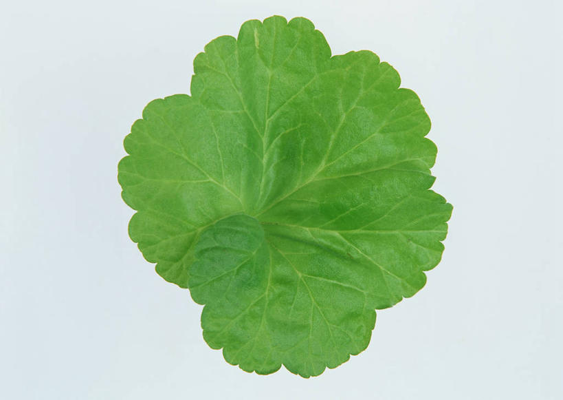 无人,横图,室内,特写,白天,白色背景,正面,植物,叶子,一片,新鲜,纹理,绿叶,绿色,嫩叶,摄影,影棚,青春,洋绣球,天竺葵,生命,和平,安详,肌理,驱蚊草,日烂红,入腊红,石腊红,洋葵,冷色,叶,叶片,叶脉,彩图,影棚拍摄,拍摄