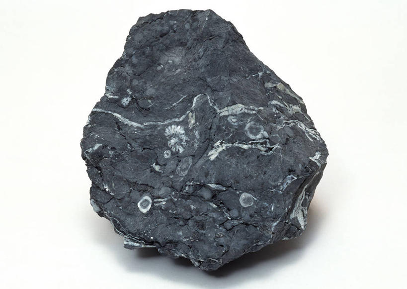 无人,横图,俯视,室内,特写,白天,白色背景,石头,桌子,静物,一块,阴影,遗迹,反射,纹路,化石,石子,纹理,影子,海洋生物,无脊椎动物,黑色,摄影,影棚,腔肠动物,肌理,珊瑚虫,遗体,古生物,石块,岩石,彩图,高角度拍摄,影棚拍摄,拍摄