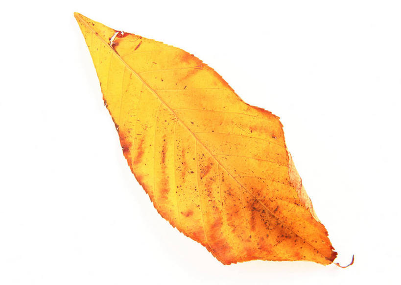 无人,横图,室内,特写,白天,白色背景,正面,秋季,植物,静物,叶子,一片,透明,纹理,枯叶,落叶,辉煌,黄色,健康,摄影,活泼,影棚,希望,暖色,光辉,七叶树,肌理,光明,娑罗树,功名,轻快,叶,叶片,秋,秋天,彩图,影棚拍摄,拍摄