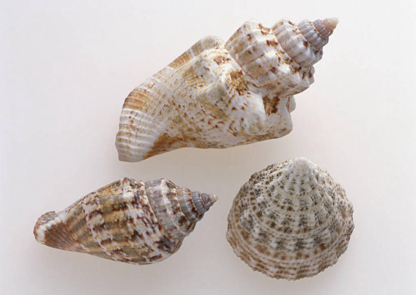 无人,横图,俯视,室内,特写,白天,白色背景,静物,阴影,反射,影子,海螺,扇贝,海洋生物,三个,摄影,影棚,软体动物,峨螺,海扇,水生动物,水生物,海底动物,彩图,高角度拍摄,影棚拍摄,拍摄