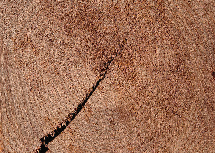 无人,横图,室外,特写,白天,正面,植物,阴影,光线,纹路,纹理,影子,圆环,圆圈,树皮,树桩,年轮,树,树干,树木,绿色,阳光,自然,木桩,生长,成长,年龄,伐木,环状,横截面,砍木,剖面,肌理,周期,年数,截面,截面图形,彩图,斩柴