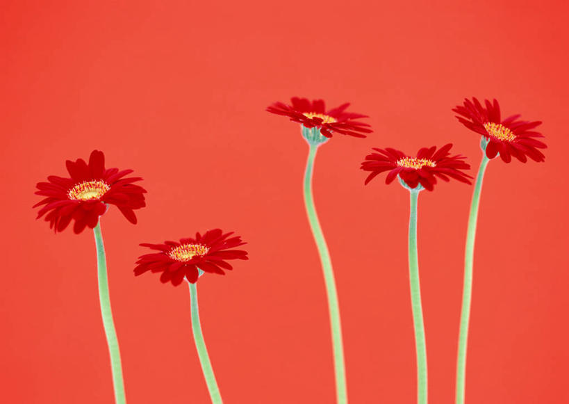 无人,横图,室内,特写,白天,正面,五朵,红色背景,盛开,非洲菊,花蕾,花,花瓣,花朵,鲜花,红色,花苞,花蕊,菊花,摄影,影棚,扶郎花,灯盏花,千日菊,彩图,影棚拍摄,拍摄