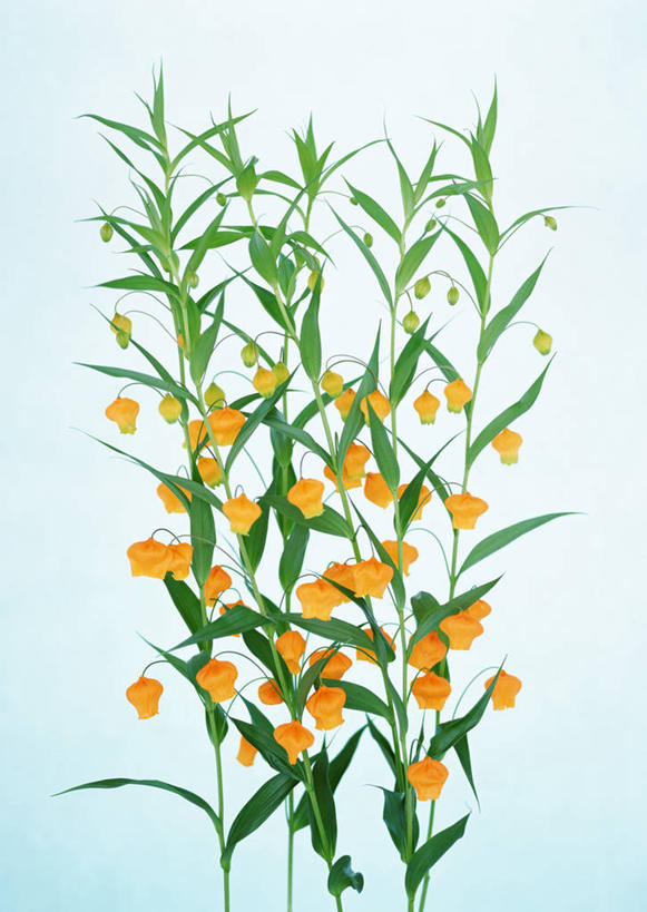 无人,竖图,室内,特写,白天,正面,植物,百合花,叶子,许多,蓝色背景,盛开,纹理,绿叶,花蕾,花,花瓣,花朵,鲜花,绿色,花苞,花蕊,橙色,嫩叶,摄影,影棚,肌理,强瞿,宫灯百合,百合蒜,倒仙,番韭,山丹,叶,叶片,叶脉,彩图,影棚拍摄,拍摄,灯笼百合,宫灯花,圣诞百合