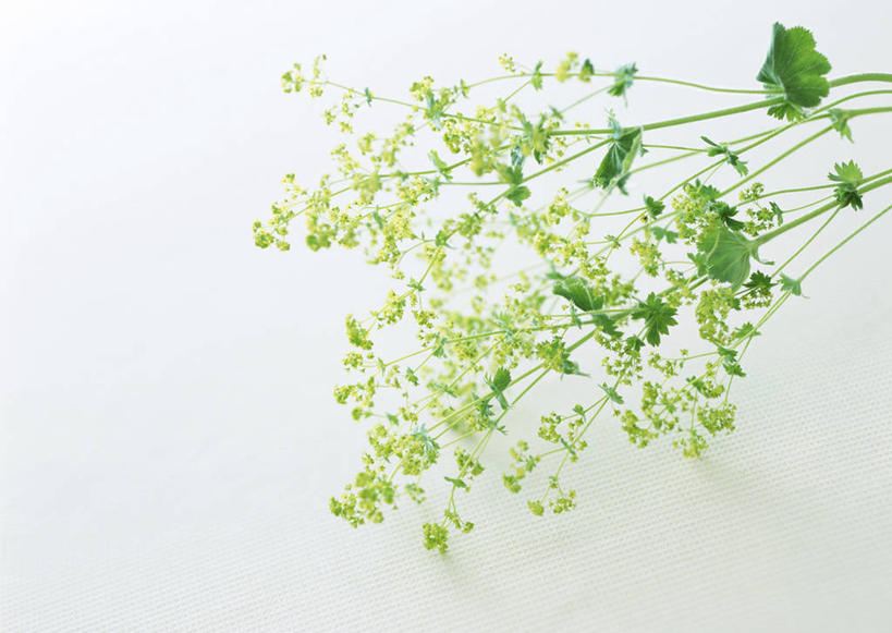 无人,横图,俯视,室内,特写,白天,白色背景,植物,叶子,许多,阴影,盛开,反射,影子,绿叶,羽衣草,草药,药草,花蕾,中药,花,花瓣,花朵,鲜花,黄色,花苞,花蕊,嫩叶,摄影,影棚,药材,中草药,中药材,本草,斗篷草,叶,叶片,彩图,高角度拍摄,影棚拍摄,拍摄