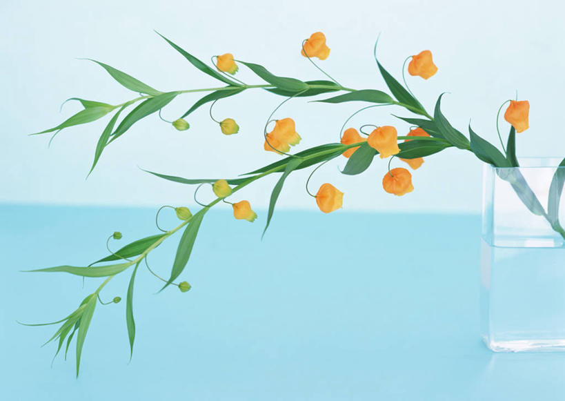 无人,横图,室内,特写,白天,正面,水,百合花,杯子,叶子,许多,阴影,盛开,反射,液体,影子,水滴,绿叶,花蕾,玻璃制品,花瓣,花朵,鲜花,水杯,花苞,花蕊,橙色,嫩叶,摄影,影棚,强瞿,宫灯百合,百合蒜,倒仙,番韭,山丹,叶,叶片,玻璃杯,彩图,影棚拍摄,拍摄,灯笼百合,宫灯花,圣诞百合