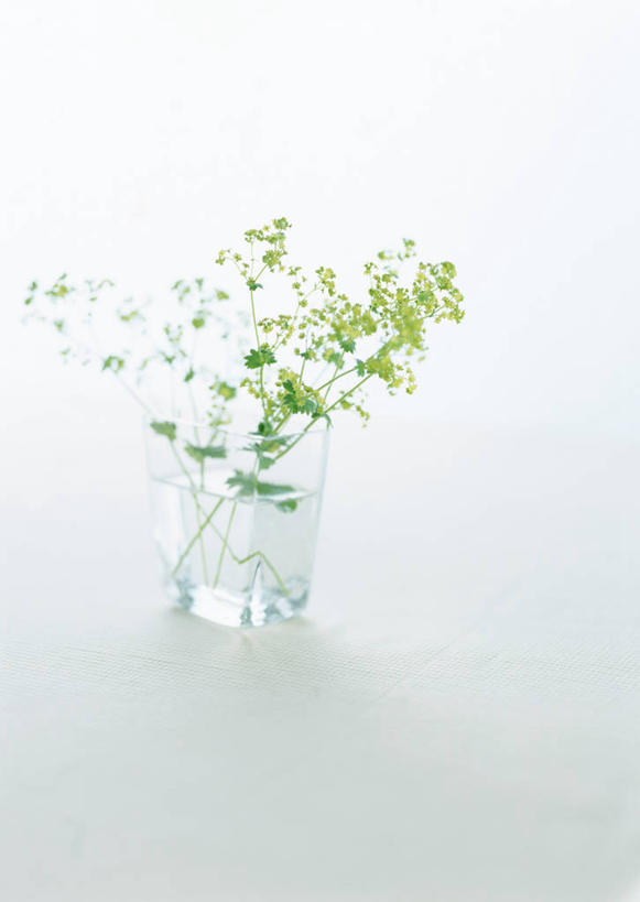 无人,竖图,俯视,室内,特写,白天,白色背景,水,植物,花瓶,阴影,装饰,盛开,反射,液体,影子,水滴,羽衣草,草药,药草,花蕾,中药,玻璃制品,花,花瓣,花朵,鲜花,玻璃瓶,瓶子,花苞,花蕊,摄影,影棚,华丽,修饰,点缀,药材,中草药,中药材,本草,衬托,美观,雅致,雅观,斗篷草,彩图,高角度拍摄,影棚拍摄,拍摄