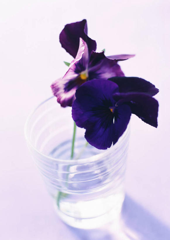 无人,竖图,俯视,室内,特写,白天,幸福,水,紫罗兰,花瓶,阴影,粉色背景,盛开,反射,液体,影子,水滴,清凉,花蕾,玻璃制品,花,花瓣,花朵,鲜花,紫色,玻璃瓶,瓶子,夏天,花苞,花蕊,摄影,影棚,三色紫罗兰,永恒,质朴,美德,纯爱,草紫罗兰,草桂花,彩图,高角度拍摄,影棚拍摄,拍摄