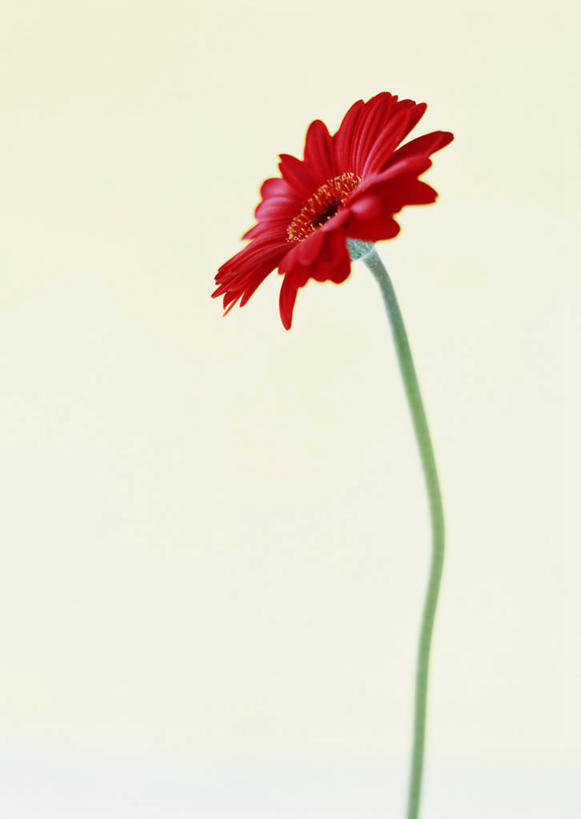 无人,竖图,室内,特写,白天,白色背景,正面,盛开,非洲菊,花蕾,花,花瓣,花朵,鲜花,一朵,红色,花苞,花蕊,菊花,摄影,影棚,扶郎花,灯盏花,千日菊,彩图,影棚拍摄,拍摄