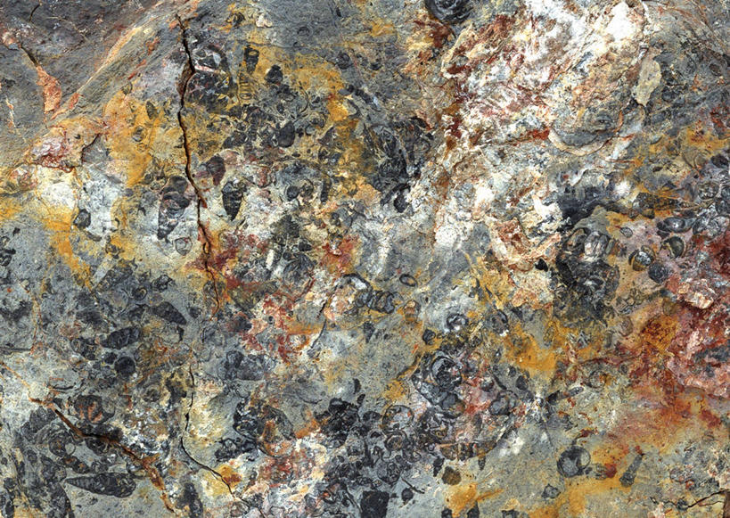 无人,横图,俯视,室内,特写,白天,石头,静物,一块,阴影,遗迹,反射,纹路,化石,蜗牛,石子,纹理,影子,动物,摄影,影棚,软体动物,肌理,遗体,古生物,石块,岩石,彩图,高角度拍摄,影棚拍摄,拍摄