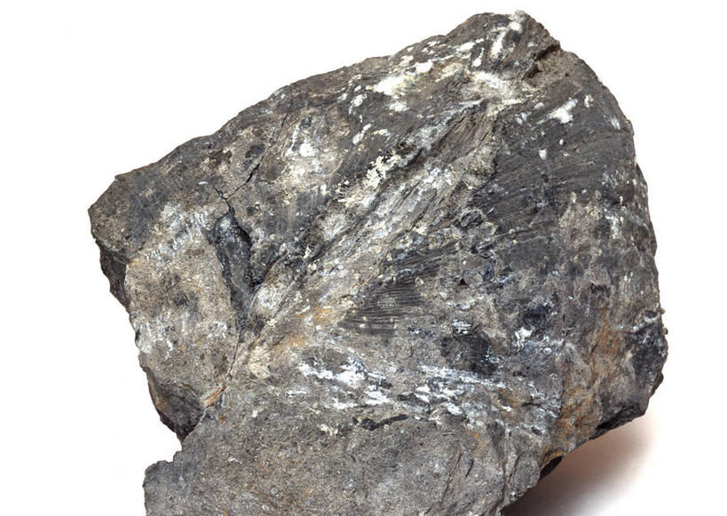 无人,横图,俯视,室内,特写,白天,白色背景,石头,桌子,静物,贝壳,一块,阴影,遗迹,反射,纹路,化石,石子,纹理,影子,摄影,影棚,肌理,遗体,古生物,贝类外壳,海螺壳,软体动物外壳,石块,岩石,彩图,高角度拍摄,影棚拍摄,拍摄,双壳贝类,双壳纲