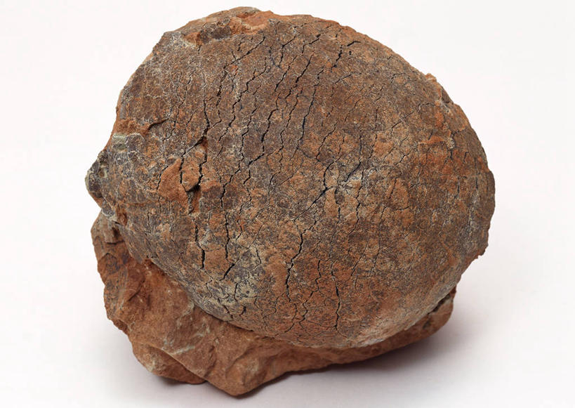 无人,横图,俯视,室内,特写,白天,白色背景,石头,桌子,静物,一块,阴影,遗迹,反射,纹路,化石,石子,纹理,影子,蛋,摄影,影棚,肌理,卵,遗体,古生物,石块,岩石,恐龙蛋,彩图,高角度拍摄,影棚拍摄,拍摄