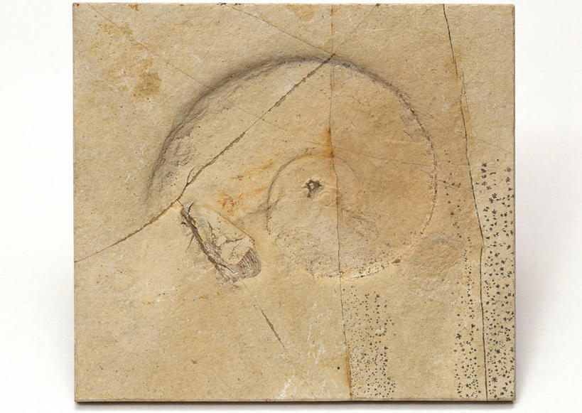 无人,横图,俯视,室内,特写,白天,白色背景,石头,桌子,静物,贝壳,一块,阴影,遗迹,反射,纹路,化石,石子,纹理,影子,摄影,影棚,肌理,灭尽,灭绝,史前生物,遗体,菊石,古生物,贝类外壳,海螺壳,软体动物外壳,石块,岩石,彩图,高角度拍摄,影棚拍摄,拍摄