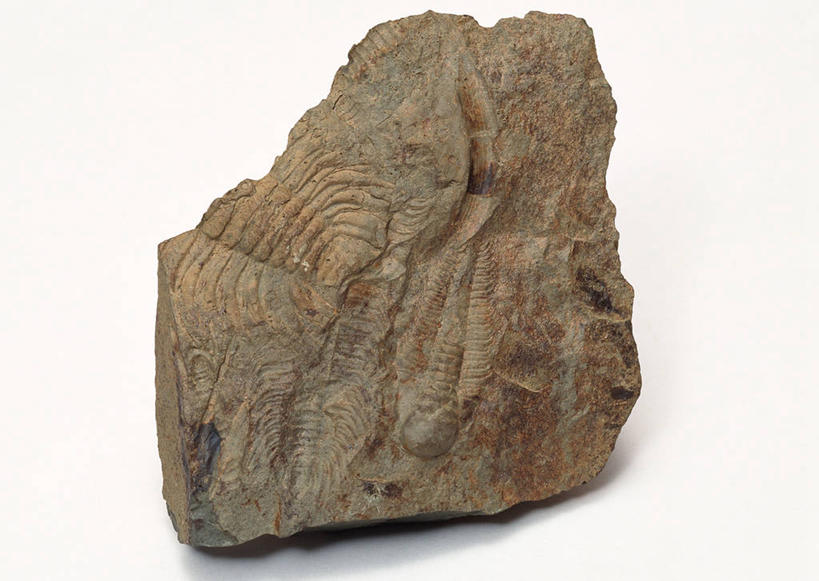 无人,横图,俯视,室内,特写,白天,白色背景,石头,桌子,静物,一块,阴影,遗迹,反射,纹路,化石,三叶虫,石子,纹理,影子,动物,摄影,影棚,节肢动物,肌理,灭尽,灭绝,史前生物,遗体,古生物,石块,岩石,彩图,高角度拍摄,影棚拍摄,拍摄