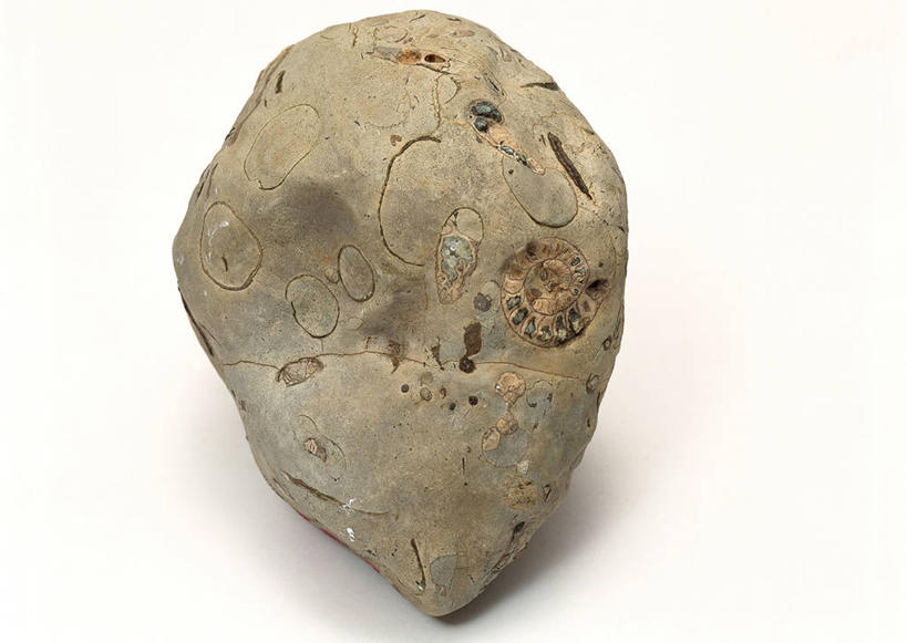 无人,横图,俯视,室内,特写,白天,白色背景,石头,桌子,静物,贝壳,一块,阴影,遗迹,反射,纹路,化石,石子,纹理,影子,摄影,影棚,肌理,灭尽,灭绝,史前生物,遗体,菊石,古生物,贝类外壳,海螺壳,软体动物外壳,石块,岩石,彩图,高角度拍摄,影棚拍摄,拍摄