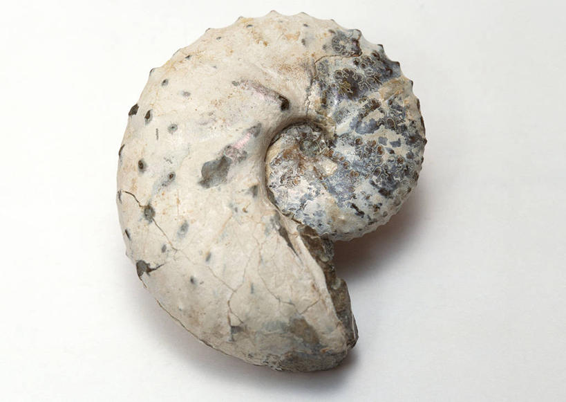 无人,横图,俯视,室内,特写,白天,白色背景,石头,桌子,静物,贝壳,一块,阴影,遗迹,反射,纹路,化石,石子,纹理,影子,摄影,影棚,肌理,灭尽,灭绝,史前生物,遗体,菊石,古生物,贝类外壳,海螺壳,软体动物外壳,石块,岩石,彩图,高角度拍摄,影棚拍摄,拍摄