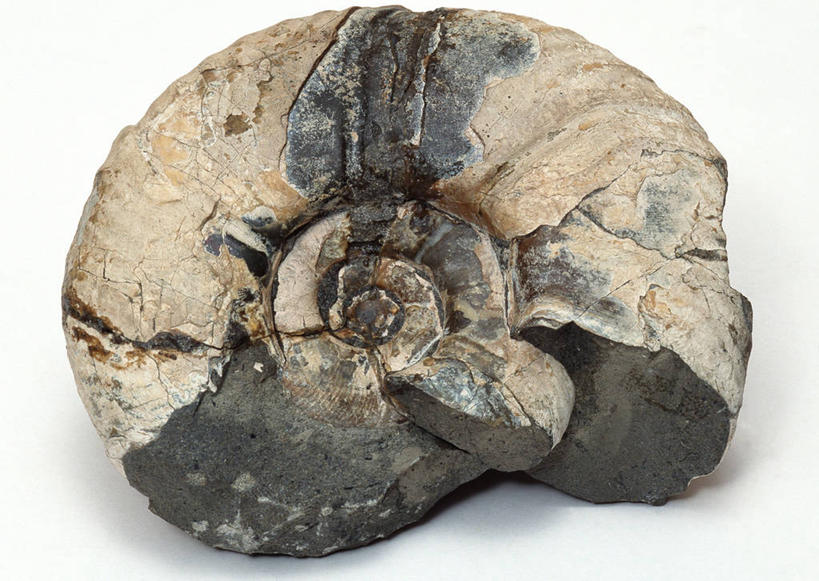 无人,横图,俯视,室内,特写,白天,白色背景,石头,桌子,静物,贝壳,一块,阴影,遗迹,反射,纹路,化石,石子,纹理,影子,摄影,影棚,肌理,灭尽,灭绝,史前生物,遗体,菊石,古生物,贝类外壳,海螺壳,软体动物外壳,石块,岩石,彩图,高角度拍摄,影棚拍摄,拍摄