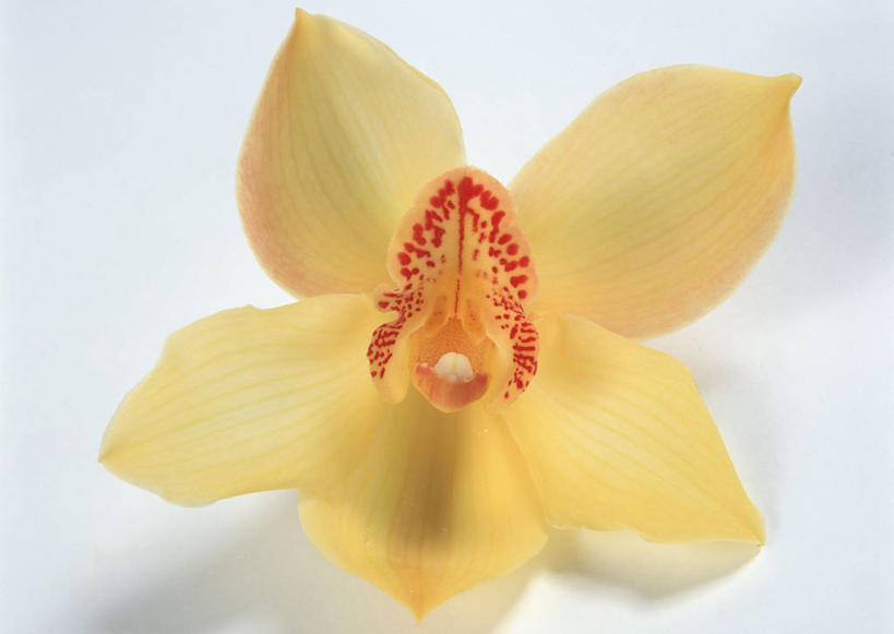 无人,横图,室内,特写,白天,白色背景,正面,盛开,透明,辉煌,花蕾,花,花瓣,花朵,鲜花,一朵,黄色,花苞,花蕊,健康,摄影,活泼,影棚,希望,暖色,高雅,光辉,蕙兰,光明,淡泊,花中君子,功名,轻快,兰花,彩图,影棚拍摄,拍摄