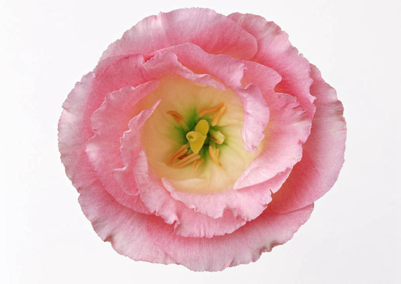 无人,横图,俯视,室内,特写,白天,白色背景,盛开,花蕾,花,花瓣,花朵,鲜花,一朵,粉色,花苞,花蕊,摄影,影棚,桔梗花,僧冠帽,草原龙胆,感动,六角荷,永恒,梗草,洋桔梗,彩图,高角度拍摄,影棚拍摄,拍摄