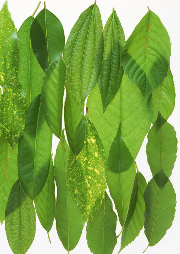 无人,竖图,室内,特写,白天,白色背景,正面,植物,叶子,一排,许多,新鲜,整齐,并列,并排,纹理,绿叶,很多,排列,绿色,嫩叶,摄影,影棚,青春,生命,队列,橡树,和平,安详,平行,肌理,冷色,沼生橡树,叶,叶片,叶脉,彩图,影棚拍摄,拍摄